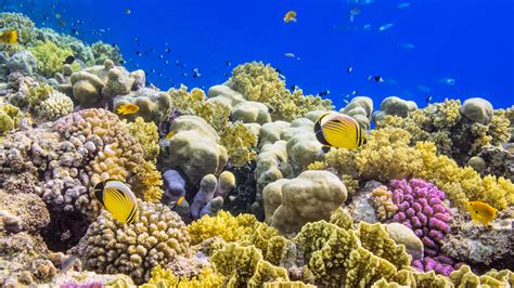 The Ultimate Snorkeling Destination: a Magic Island Lagoon